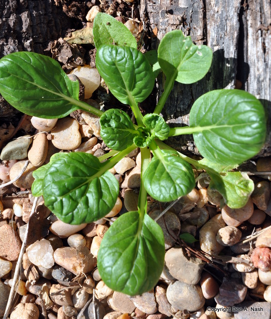 Unknown Japanese green