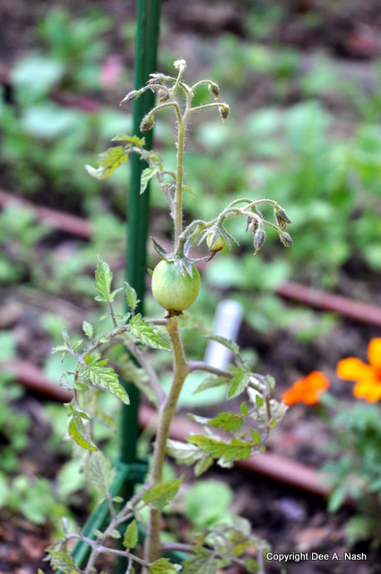 A tomato!