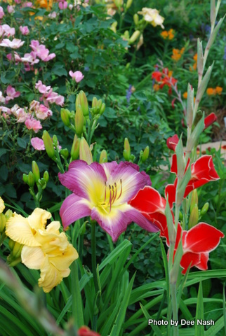Garish plant combo for Elizabeth