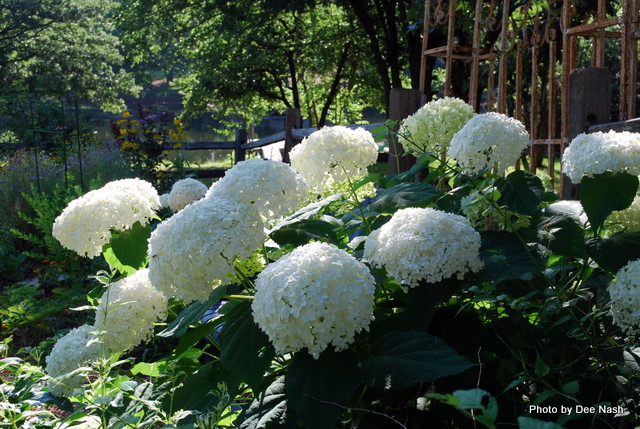 H. 'Annabelle'