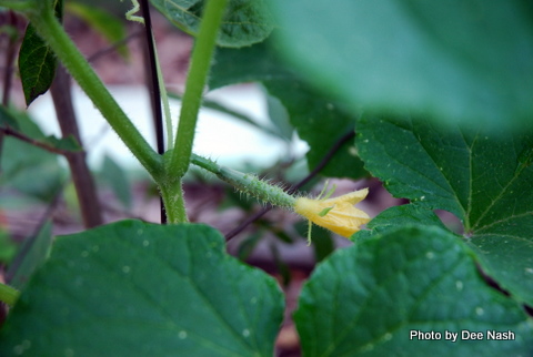 Baby cucmbers!!!
