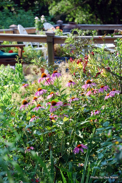 Echinaceas in full bloom