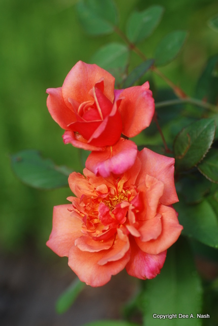 'Frontier Twirl' a Griffith Buck rose