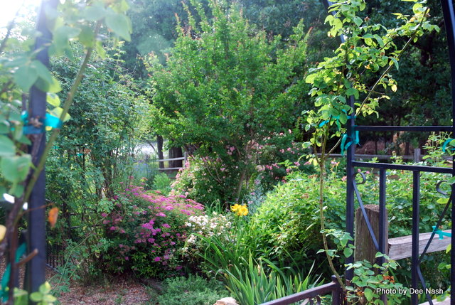 179 A view through the garden gate