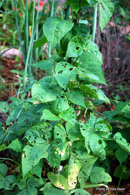189 Green bean plants. The holes in the leaves are probably made Mexican bean beetles.