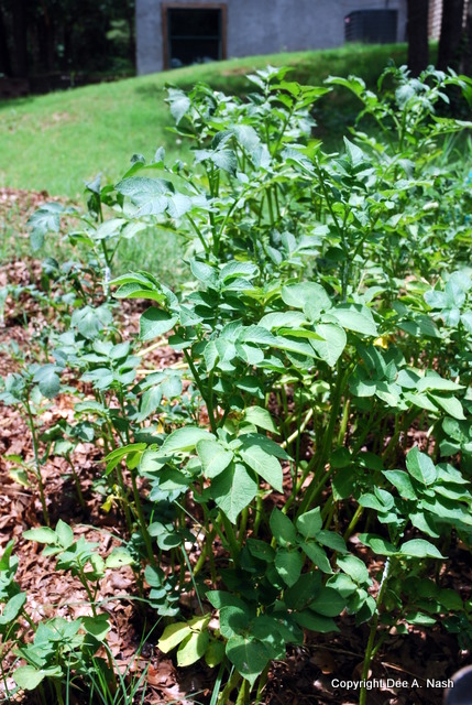 Potato plants in the compost pile