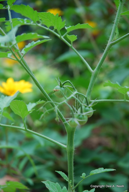Tiny 'Sungold' tomatoes will be bright yellow soon.  Nothing tastes sweeter.