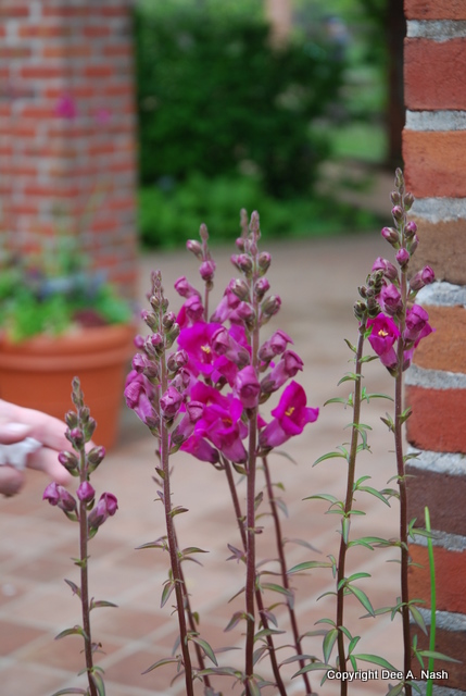 Snapdragons