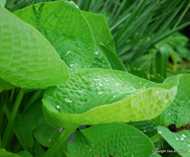 Raindrops on hostas and whiskers on kittens