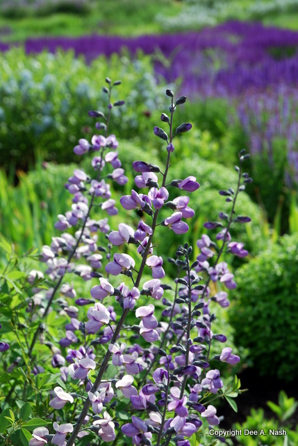 Baptisia