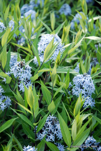 Amsonia taberna, blue dogbane