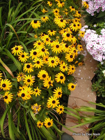 Rudbeckia with 'Bright Eyes' Phlox