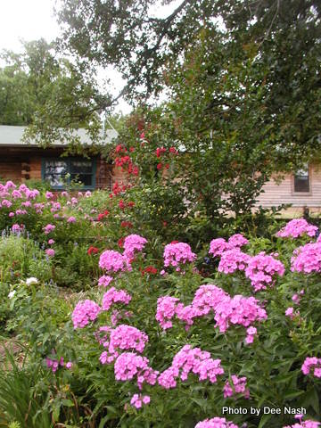 Heirloom pink Phlox paniculata with a 'Dynamite' crapemyrtle
