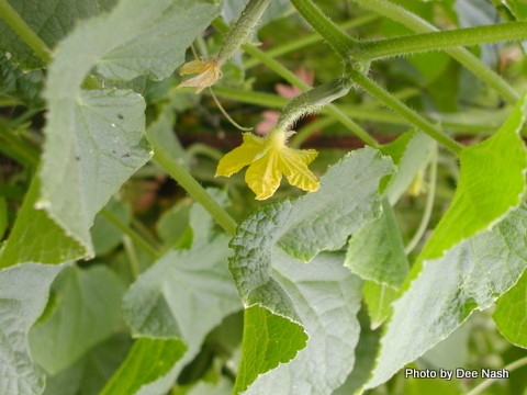 Baby cukes