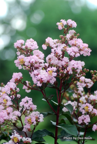 Crapemyrtrle 'Rhapsody in Pink'