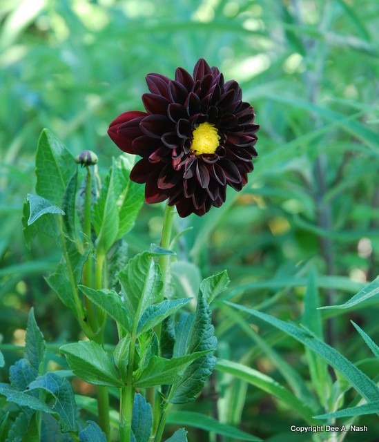 Dahlia 'Arabian Night'