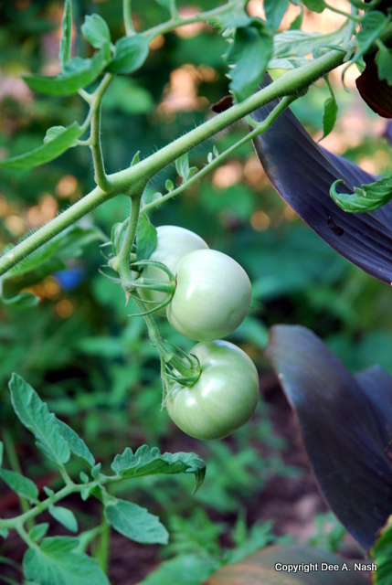 Little green tomatoes