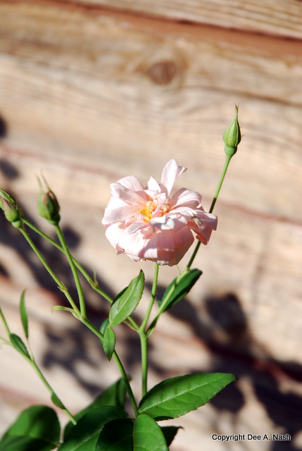 Rosa 'Perle d'Or'