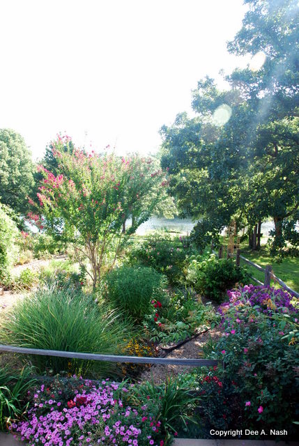A portion of the back garden in August