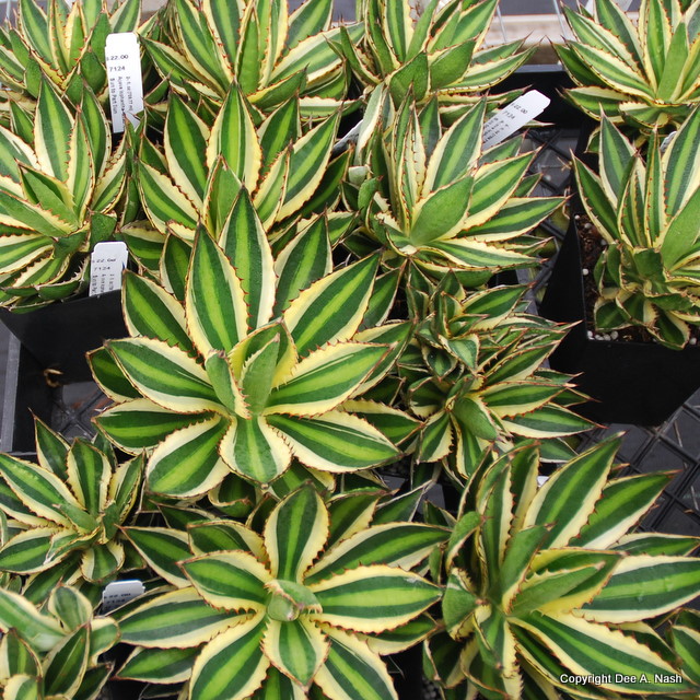 Agave Lophantha