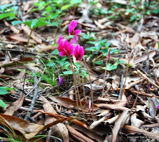 Cyclamen