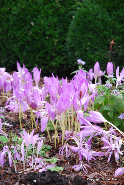 Colchicums