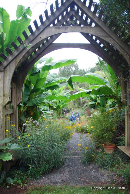 The allee of banana trees.  This photo doesn't do them justice.