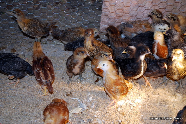 The chicks are teenagers now, or at least middle schoolers.  They have the same attitude too.