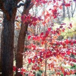 Cornus florida 'Cherokee Chief' (dogwood)