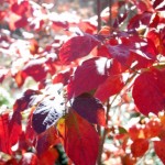 Cornus florida 'Cherokee Chief'