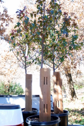 The trees in the back of HH's truck.