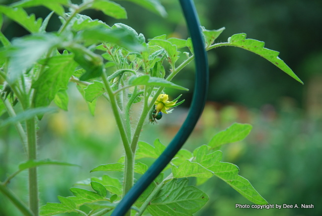 Bumblebee pollinating a tomato flower