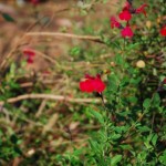 Cherry queen sage