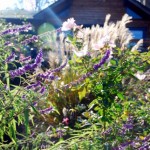 Mexican bush sage and maiden grass
