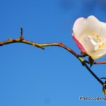 'Carefree Delight' against a blue sky