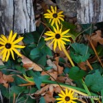 Rudbeckia (came up late & is now blooming)