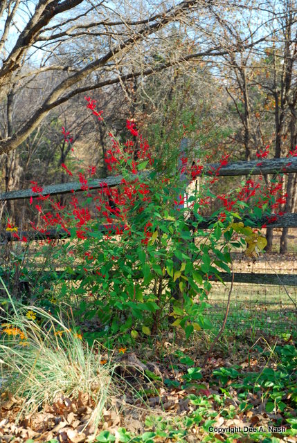 pineapple sage in the lower garden