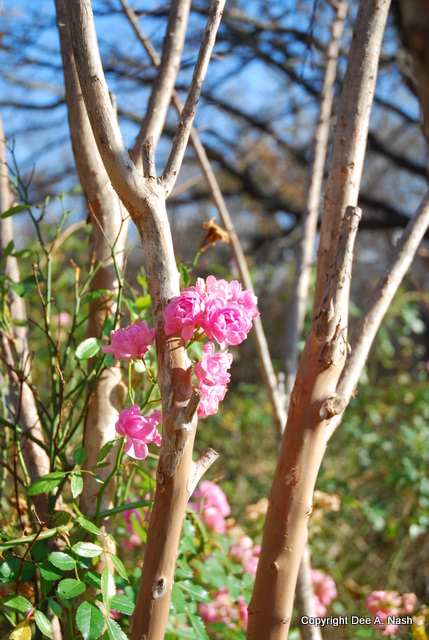 A bouquet of 'The Fairy' clambering up the crapemyrtle