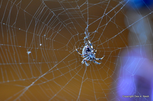 Have you ever seen a spider's tummy?