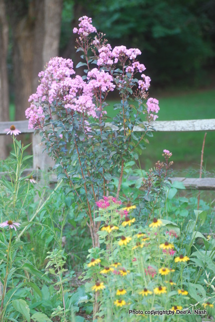 'Rhapsody in Pink' crapemyrtle; couldn't find the one with GB on top of it.