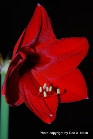 Amaryllis, probably 'Red Lion'