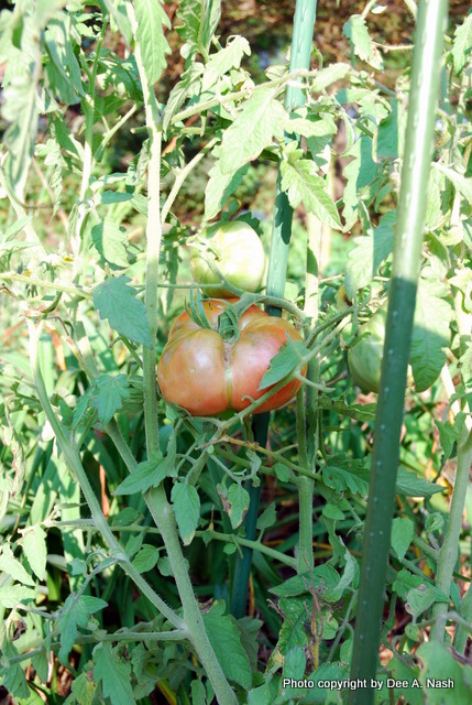 'Giant Belgium'