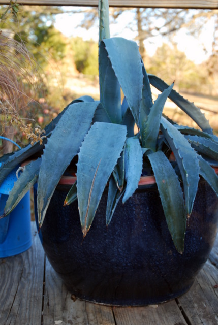A too cold Agave americana