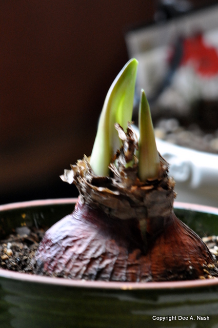 Amaryllis tips
