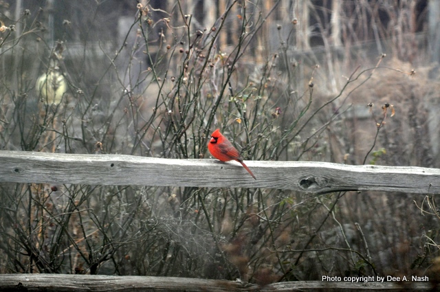 A male cardinal sits on the split-rail fence with Rosa 'Carefree Beauty' behind