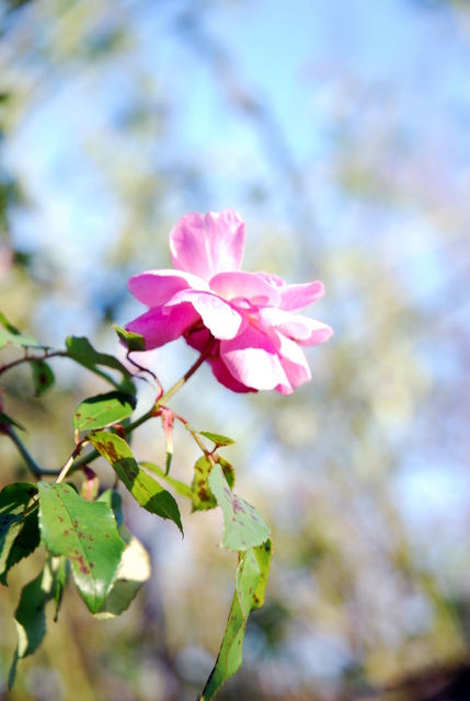 'Old Blush' against a November sky