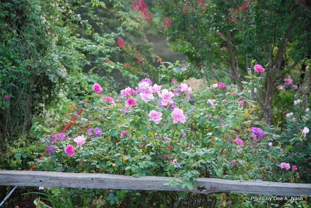 Another rose to know: ‘Carefree Beauty’
