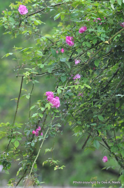 Why ‘Old Blush’ is also called Common Monthly