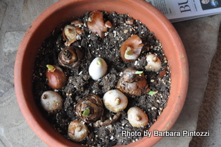 The great houseplant census of 2010