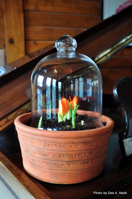 A winter cloche party